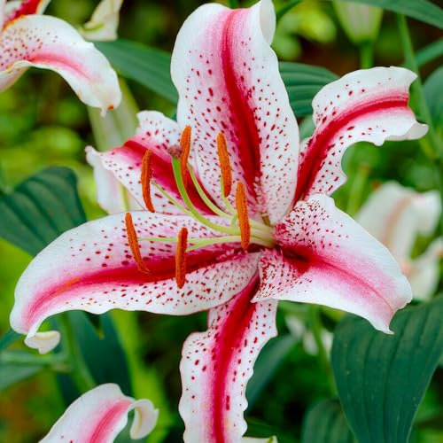 Bulbes de lys Dizzy (10 pièces), Bulbes de fleurs exclusifs vivaces de Hollande à planter dans le jardin et en pots (gros, pas de graines, non artificiel)