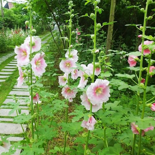 semillas de malva real - malvas reales Decoraciones otoñales un jardín resistente malva loca de balcón originales jardín semillas balcón 250semillas