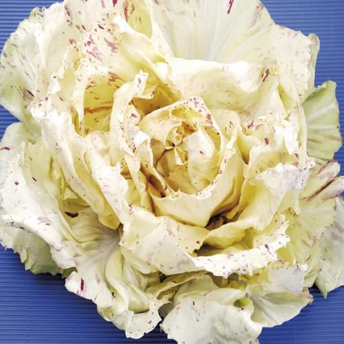 semi di cicoria - resistenti in vaso radicchio vecchie varietà da appartamento esotiche da interno giardino roccioso semi di copertura del terreno Aiule 550pcs