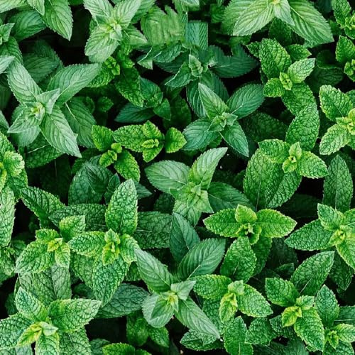 semillas de melisa - variedades antiguas cultivo de jardín jardín productos sostenibles resistentes jardines rocas raro exótico 150pcs