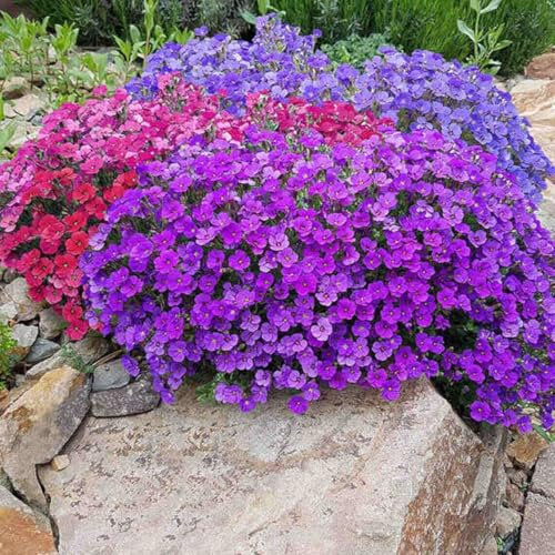 Semi Di Aubrieta Crescione, Seme Aubretia fiori Perenni per Giardino Roccioso, Multicolore, Resistenti al Freddo, 500 Semi, Aubrieta seeds