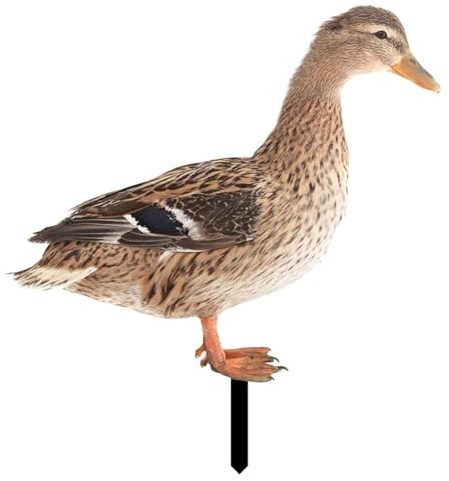 FACAIIO Décoration de jardin en forme de canard en acrylique, décoration de pelouse, statue de jardin double face avec pointe pointue pour insertion au sol