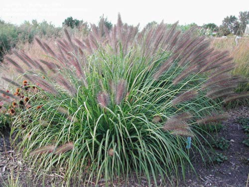 1 x Pennisetum alopecuroides 'Red Head' im 1 Liter Topf (Ziergras/Gräser/Winterhart/Mehrjährig/Staude/Stauden) Rotes Lampenputzergras - Rote Blüten, die faszinieren - von Stauden Gänge