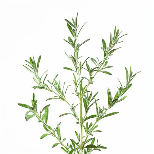 300 Graines de Sarriette