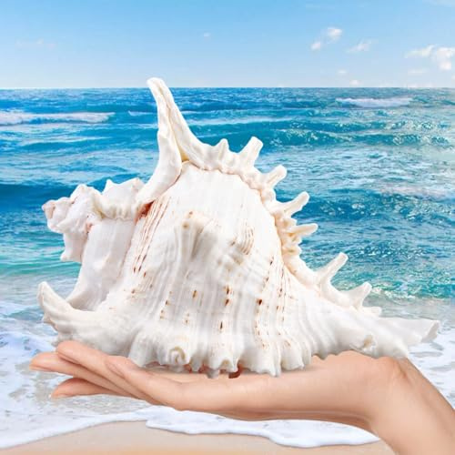 Grand Coquillage Naturel, 14 à 16 cm pour Decoration Maison Mariage Aquarium DIY Gros Coquillage Ocean, Coquillage Decoration Interieur Coquille Naturelle pour Crabe Ermite, Parfait pour Plage, Fêtes