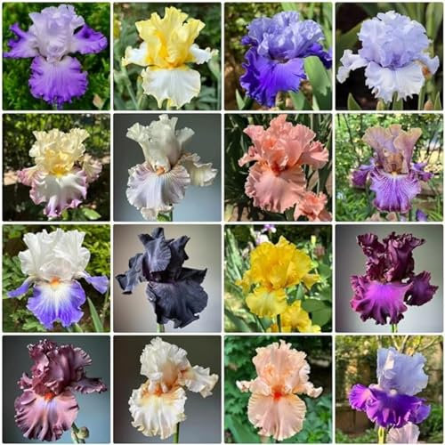 Iriszwiebeln,winterhart mehrjährige krautige pflanzen,schwertlilie rhizome,iris bulbs,iris-schwertlilie zwiebeln,iris Blume,schwertlilie lila,iris zwiebeln mehrjährig pflanzen.- 8zwiebeln-A