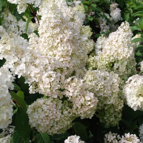 Hydrangea paniculata 'Diamantino' – Hardy Shrub with Abundant Lime-Green to Pink Panicle Blooms, Ideal for Sunny & Semi-Shaded Gardens -2X 10 Litre Potted Plants by Thompson & Morgan