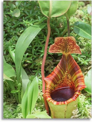 Bathroom Wall Art Tropical Nepenthes pitcher plant Pictures Wall Decor Framed Canvas Wall Art for Bedroom Artwork Paintings Living Room Kitchen Farmhouse 16x20