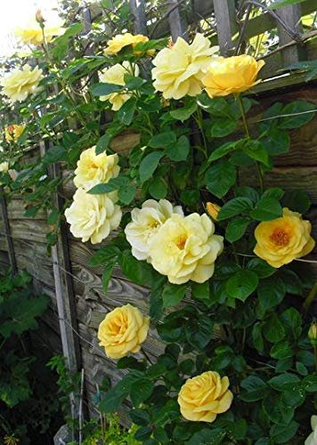 GARTHWAITE NURSERIES® : - Potted 2 Litre Climbing Rose Arthur Bell Perennial Plant