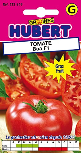 30 Graines de Tomate AGORA F1 | Semences Hybrides F1 NON Traitées