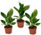 Plant in a Box - Strelitzia Reginea - 3er Set - Königs-Strelitzie - Grüne Zimmerpflanze - Topf 9cm - Höhe 25-40cm