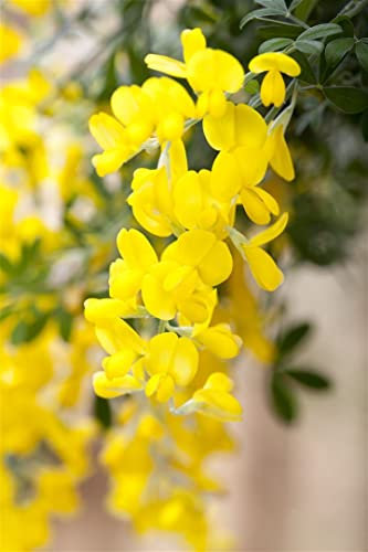 Cytisus scoparius 'Gelber Funke' 30-40 cm – Winterhart, Mehrjährig, Pflegeleicht – Besenginster – Zierstrauch für Garten & Beet