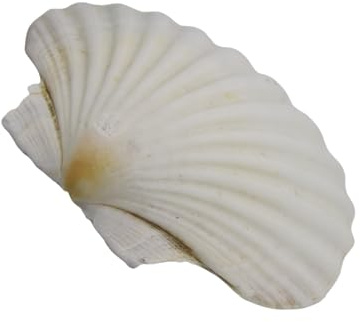 Large White Scallop Shell Natural White Sea Shells 3-5 Inch for Painting and Beach Wedding Decoration