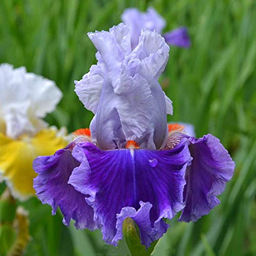 Iriszwiebeln, Rhizome, schöner Zierwert von Topfpflanzen, schöne 2,2 Rhizome