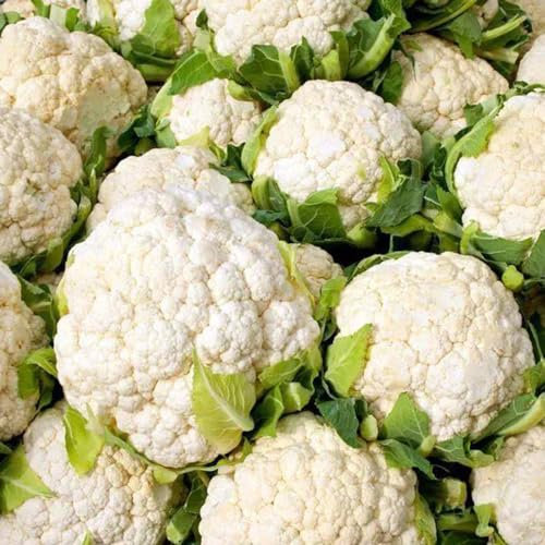 250 piezas Semillas de coliflor resistentes - Brassica oleracea - semillas de hortalizas, jardín interior semillas de coliflor organicas semillas de hortalizas orgánicas, regalos de