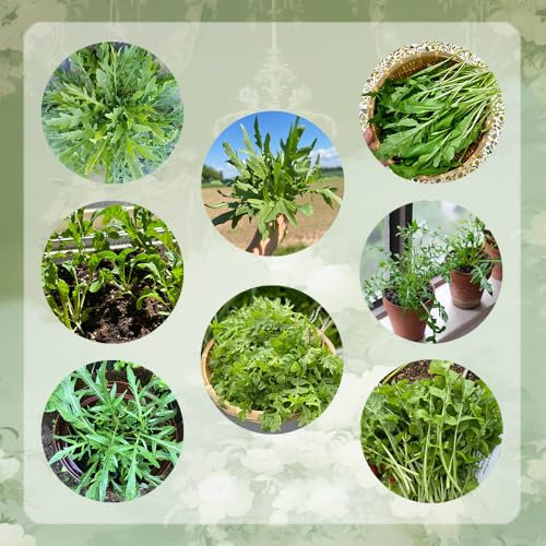 rucola samen winterhart - rucola pflanzen samen, pflanzensamen, gemüsesamen alte sorten rucolasamen bio mehrjährig, gartenpflanzen winterhart mehrjährig, gemüse anzucht winterharte 250pcs
