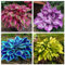 Bulbi di Hosta perenni, Tuberi di Hosta, Hosta pianta，Rizoma hosta，Germinazione rapida, Prima scelta per la visione in giardino-10 bulbi-A