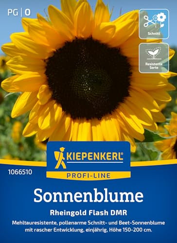 Kiepenkerl Profi-Line Sonnenblumensamen Rheingold Flash DMR 1066510 - Pollenarme Sorte für Schnitt- und Beet- Sonnenblumen - Wildblumensamen, Blumenwiese
