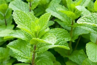 Erdbeerminze - Strawberry mint - Menthe Fraise - 10+ Samen - Seeds F 162