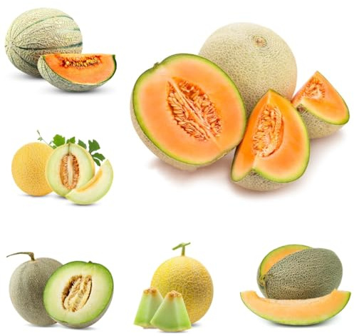 honigmelone, zuckermelonen exotische winterfeste balkon bio kaufen 75samen