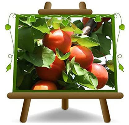 EURO PLANTS VIVAI Albicocco Nano su vaso ø 20 cm - *Altezza 60~80 cm - Età 2 Anni