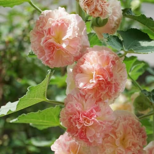 malvarosa insoliti, decorazioni autunnali semi di malvarosa siepe decorativa da giardino resistente semi di da balcone selvatici recisi giardino, 250semi
