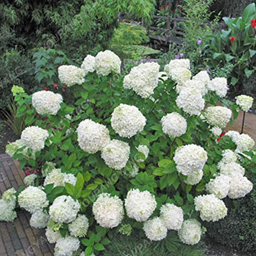 1, vert: Shopvise hortensia Graines jardin 20Pcs / Pack Couleur (vert clair)