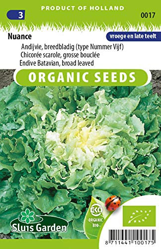 Endive Batavian, Broad leaved Nuance Vegetable Seeds per gram - Forms attractively Compact Heads - 0,4 g - Seeds per gram: +/-250