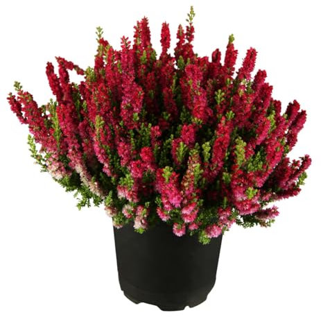 Brezo Fucsia - Planta Natural Resistente para Exterior - Color Rosa