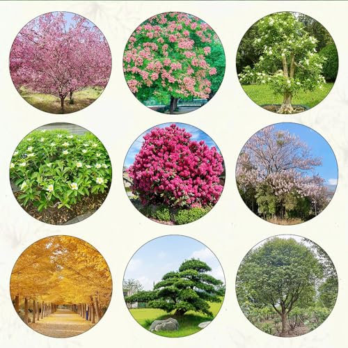 420 pcs baum samen set nachhaltige geschenke für frauen baumsamen set blumenwiese samen bäume gewächshaus balkon bonsai baum bienenfreundliche blumensamen schmetterlingsflieder gartenblumen