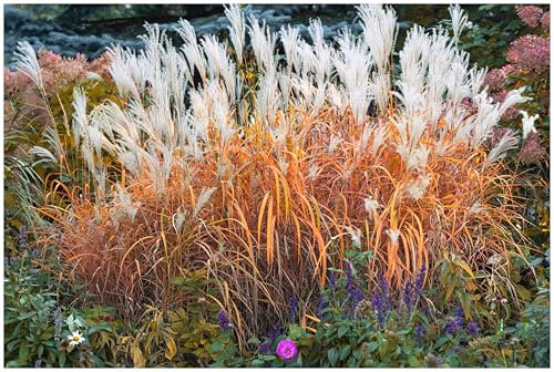 3 x Miscanthus sinensis 'Purpurascens' im 1 Liter Topf (Ziergras/Gräser/Winterhart/Mehrjährig/Staude) Chinaschilf - Feuerrote Akzente für herbstliche Gärten - von Stauden Gänge