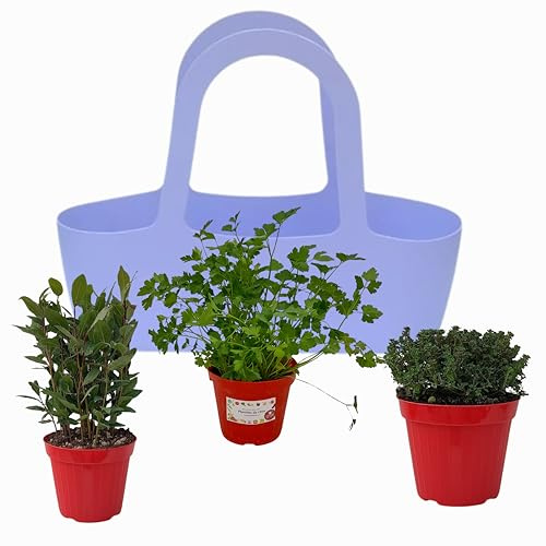 P. Piantine da orto .Borsa LILLA dal design elegante accompagnate da 3 aromatiche,piante vere da balcone,terrazzo,giardino e orto .Idea regalo (ALLORO,SANTOREGGIA,PREZZEMOLO, 3)