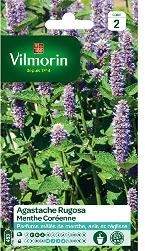 Vilmorin - Sachet graines Agastache Rugosa - Menthe Coréenne
