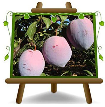 EURO PLANTS VIVAI Prunier Angeleno plante fruitière en pot 20 cm hauteur 150~170 cm - Âge 2 ans