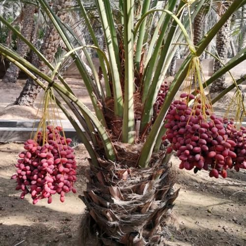Semi di palma da datteroi, semi di acquistare semi di palma da datteri, acquistare semi di da giardino, sementi biologiche 15pcs