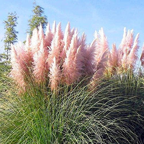 Amerikanisches Pampasgras 1 Stück P9 20-50 cm Cortaderia selloana Rosea