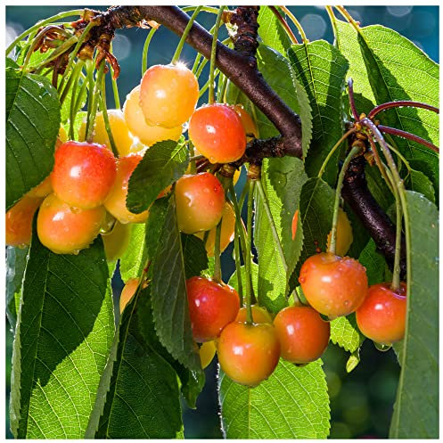 Bigarreau Napoleon Cherry Tree 3-4ft in 6L Pot, Large, Red-Flushed, Sweet & Juicy Cherries 3fatpigs®