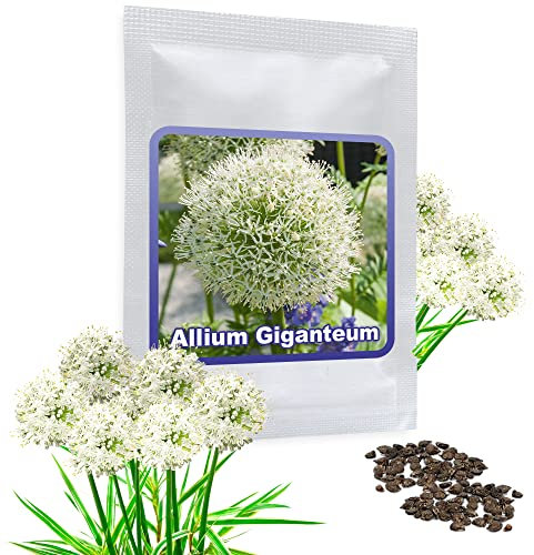 RIESEN LAUCH WEISS (Allium giganteum) - 30 Samen/Pack - Zierlauch - Winterhart - Riesenlauch