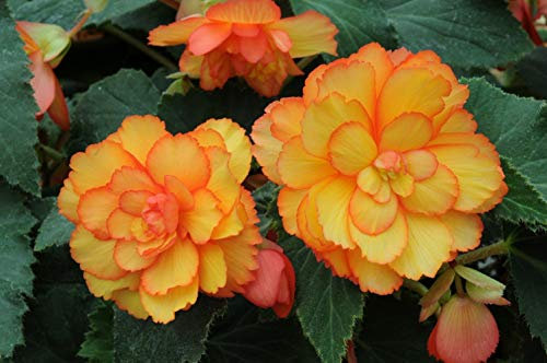 PREMIER SEEDS DIRECT - Begonia Tuberous - Illumination - Golden Picotee F1-12 PELLETS