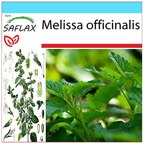 SAFLAX - Kit cadeau - Mélisse officinale - 150 graines - Melissa officinalis