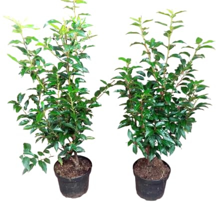 Portugiesischer Kirschlorbeer 60-80 cm, Prunus Angustifolia, 10 Stück