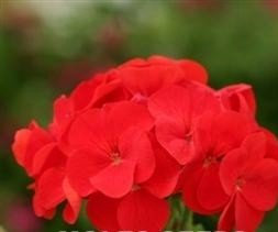 Just Seed - Flower - Geranium - Sprint Pink F2-10 Seed