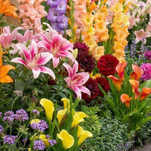Bulbos de Flores de Verano Mix - 50 Piezas - Plantas Naturales de Holanda - Plantas de Exterior Resistentes - Decoracion Jardin, Macetas y Balcón - Sin Semillas, No Artificiales