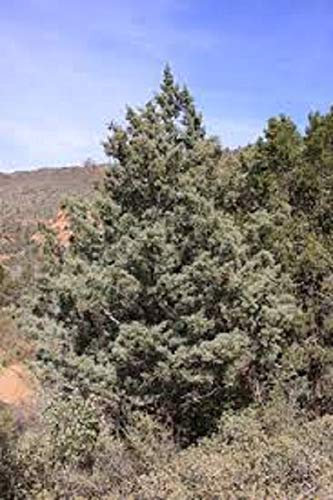 100 graines de cyprès bleu, cyprès d'Arizona (Cupressus arizonica)