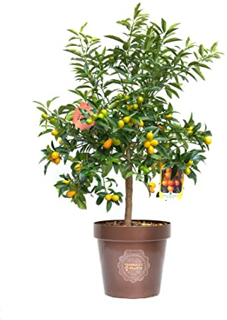 Vannucci Piante - Citrus fortunella 'Margarita', Citrus kumquat, Agrumi, Pianta vera, Pianta da terrazzo, Albero da frutto, Mediterranea