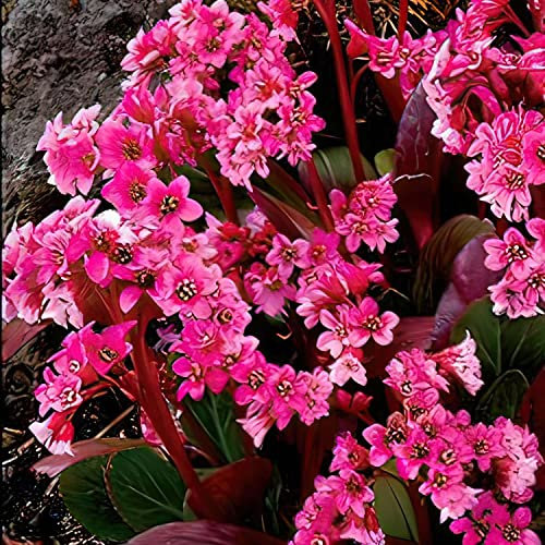 Bergenie - Bergenia cordifolia - rosaroter Bodendecker im 9 cm Topf
