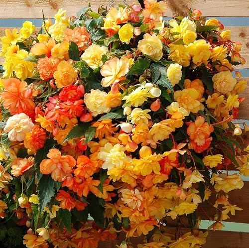Votaniki Cascade Begonia Mix Bulbs - Balcony Hanging Basket Begonias Bulbs | Perennial Flower - Yellow & Orange Begonia, Large Blooms - Easy to Grow, Perfect for Cut (6 Pack)