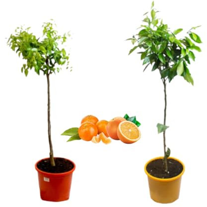 Verdecora Pack Mandarino y Naranjo | Plantas naturales de exterior | Árboles frutales en maceta de 5L | Para plantar en huerto o jardín