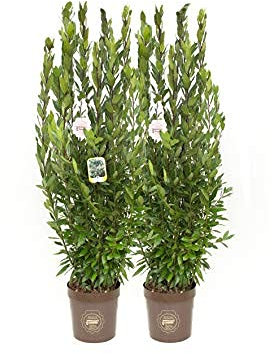 Laurus nobilis, Alloro, Cespuglio, Pianta vera in vaso Vannucci Piante, Pianta da terrazzo (2)