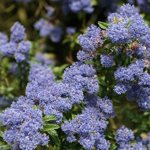 Lilas de Californie 'Concha' – Ceanothus 'Concha' 30-40 cm pot | Arbuste vigoureux, floraison bleue éclatante, parfait massif & bordure
